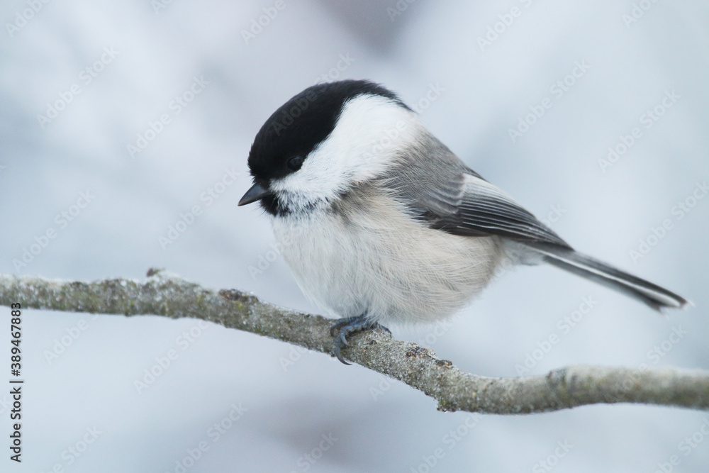 Naklejka premium European winter bird Willow tit, Poecile montanus in a frosty forest during a cold and white winter day in Estonian nature, Northern Europe. 