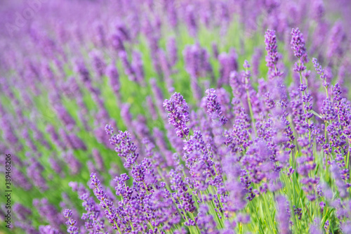 Lavender bushes closeup on sunset.. Field of Lavender  Lavender officinalis. Lavender flower field  image for natural background.