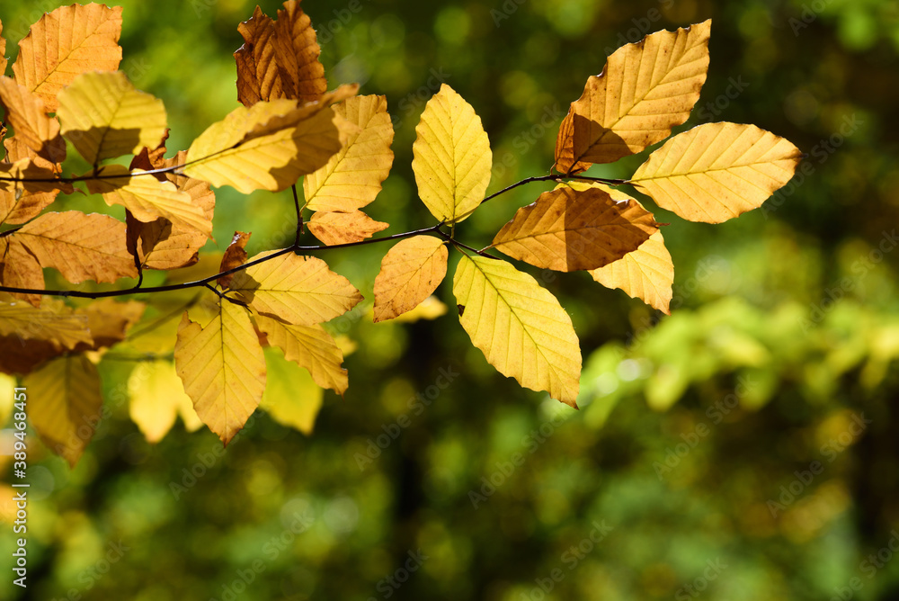 A branch with bright yellow beech leaves in autumn, against a green background in nature
