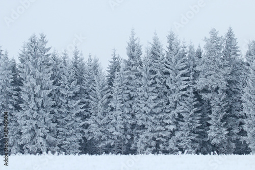 Thick snow and frost covered trees in winter wonderland during cold and beautiful weather in Estonian boreal forest, Northern Europe.