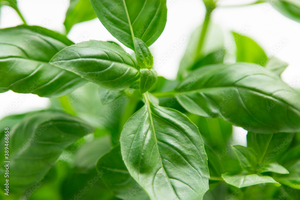 Fresh basil leaves. seasoning for health, proper nutrition Fresh basil leaves. seasoning for health, proper nutrition
