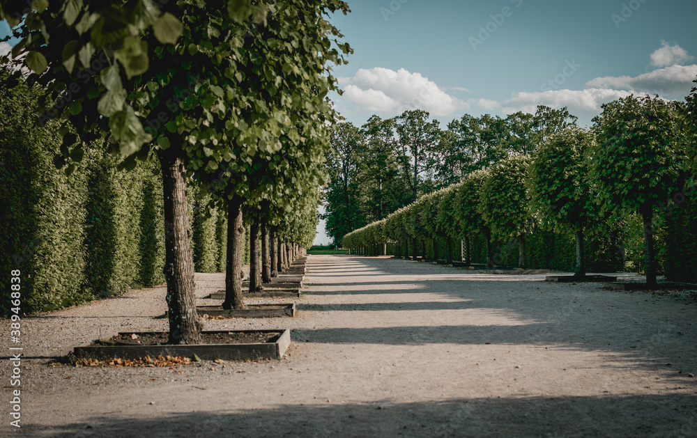 Obraz premium alley in the park