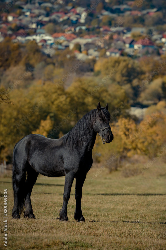 Fototapeta premium A black horse and a a man on a sunny autumn day.