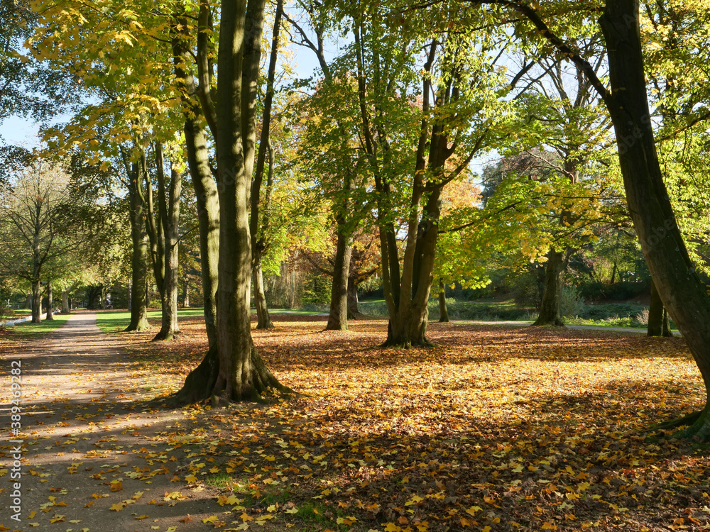 Fototapeta premium Herbstliche Stimmung in einer schönen Parkanlage