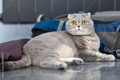 Fototapeta Naklejka Na Ścianę i Meble -  A grey Scottish Foldy cat lies beside a backpack.