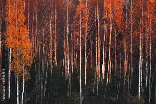 An autumnal Birch grove during fall foliage in Estonia. 