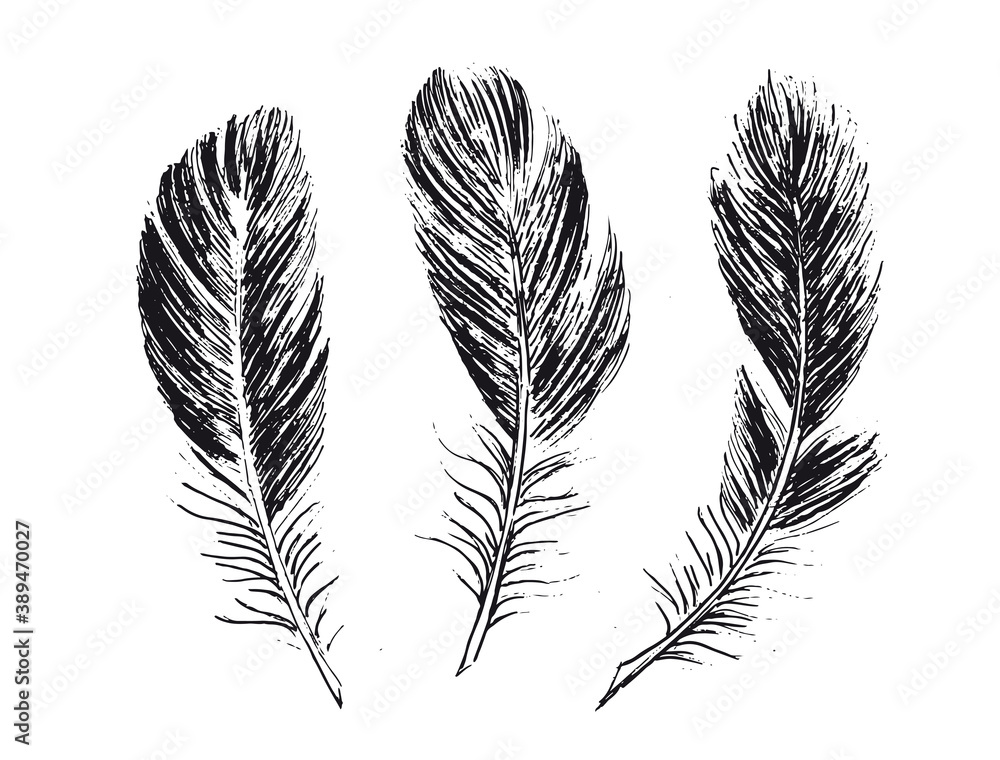 Feathers on white background. Hand drawn sketch style. Feathers on white background. Hand drawn sketch style.