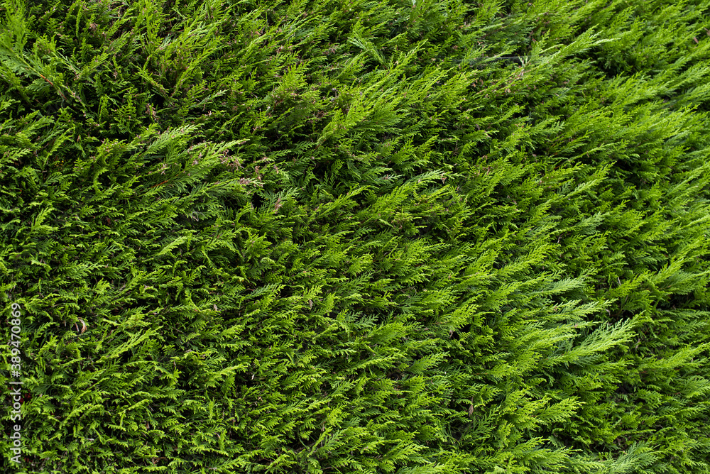 texture and background: evergreen bushes texture and background: evergreen bushes