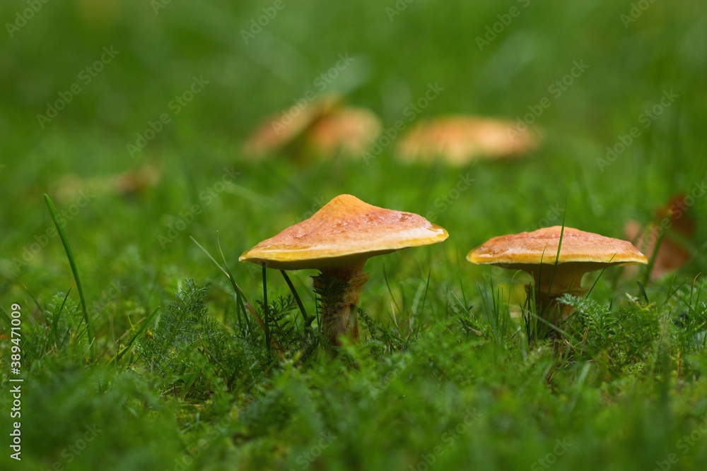 Zwei Pilze im Herbst in grüner Wiese Zwei Pilze im Herbst in grüner Wiese