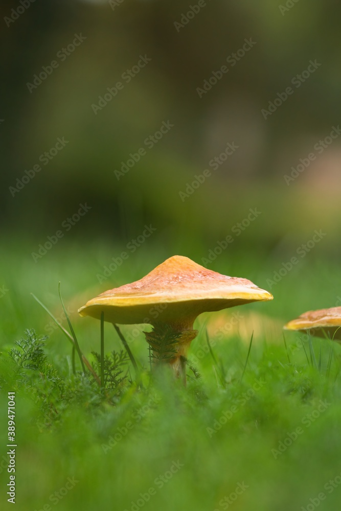 Brown mushroom in autumn in the green meadow Brown mushroom in autumn in the green meadow