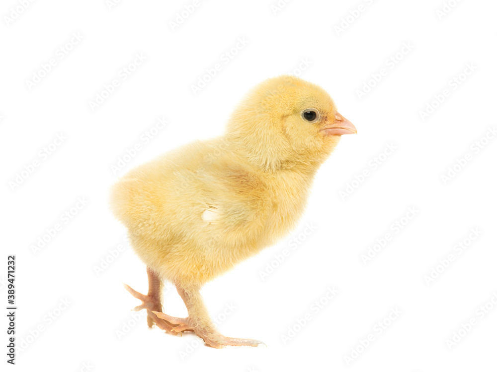 Cute yellow young chicken seen from the side isolated on a white background Cute yellow young chicken seen from the side isolated on a white background
