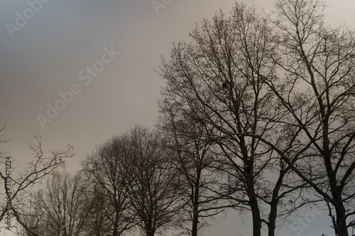 trees in the fog