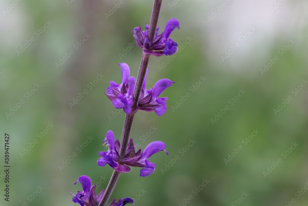 Flower of a lilac sage, Salvia verticillata