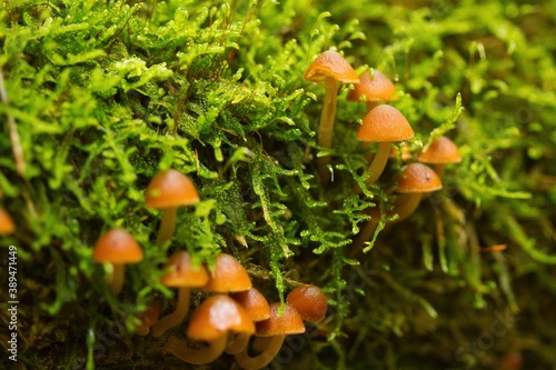 Eine Gruppe kleiner Pilze wächst im Herbst aus grünem Moos im Wald