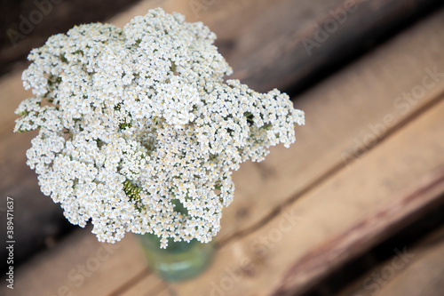 White field flowers. Achillea millefolium, yarrow or common yarrow photo