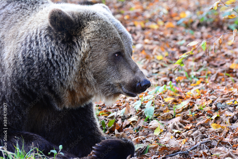 Fototapeta premium Brown bear in natural environment
