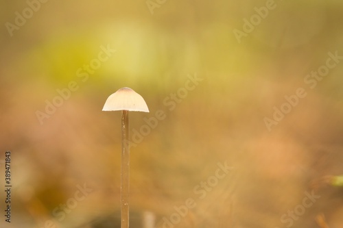 Little mushroom in autumn in the forest with dreamy bokeh
