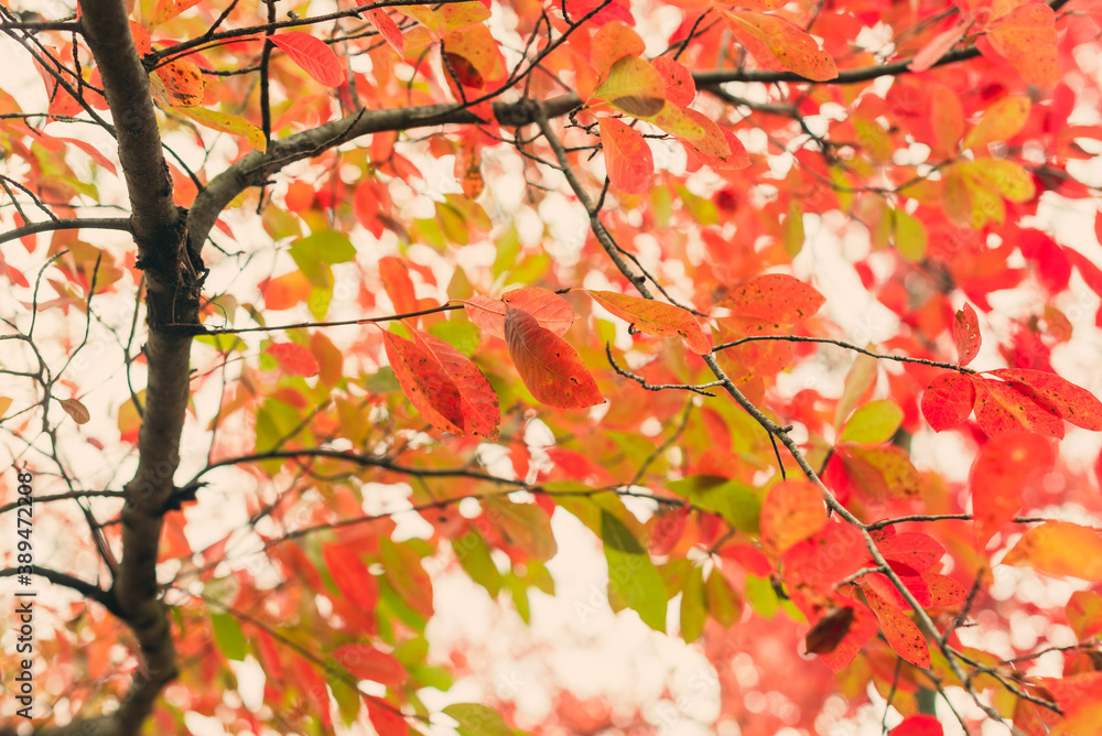 Red, green, and orange fall leaves of a black gum tree Red, green, and orange fall leaves of a black gum tree