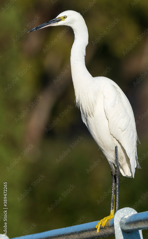 Naklejka premium Little Egret Egretta garzetta Costa Ballena Cadiz