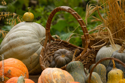 Collection of huge pumpkins, of all shapes, colors and sizes, exhibited in baskets or on the ground, in the Royal Botanical Garden in Madrid, Spain. photo