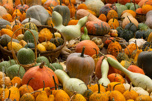 Collection of huge pumpkins, of all shapes, colors and sizes, exhibited in baskets or on the ground, in the Royal Botanical Garden in Madrid, Spain. photo