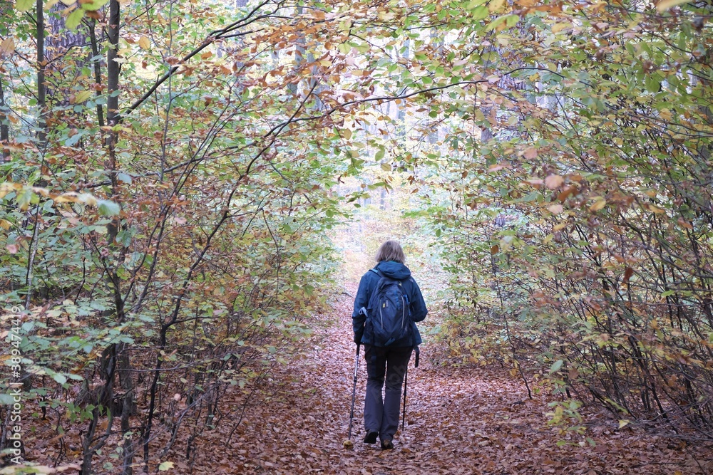 Silhouette of single walking woman in beautiful colorful autumn forest. Marking a hiking trail on a tree.