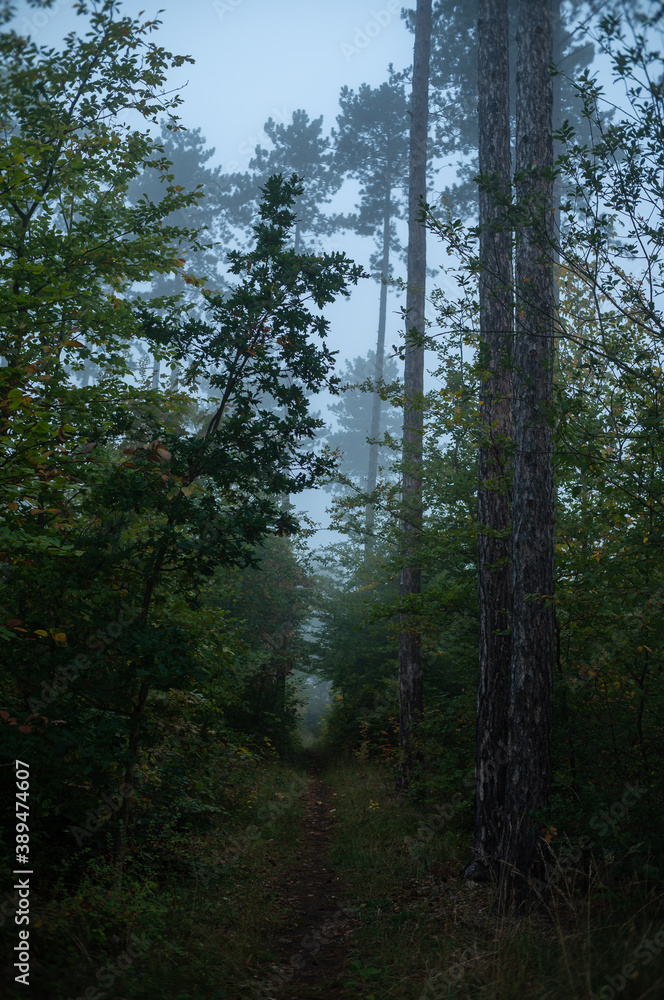 Fototapeta premium Herbstliche Landschaft im Nebel