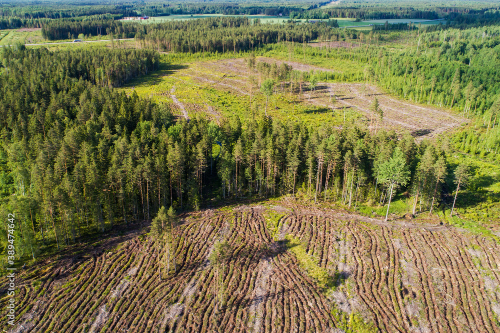 An aerial of clear-cut areas and forest strips in Estonia, Northern Europe. 