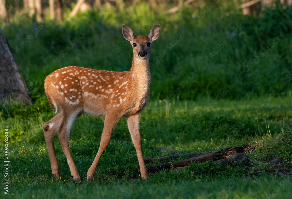 Fawn in Sunshine Fawn in Sunshine