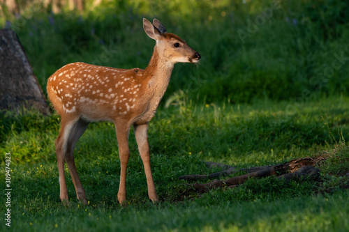 Fawn at Golden Hour