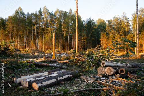 Obraz na płótnie A fresh clear-cut area with fresh logs and branches and a lonely standing stump