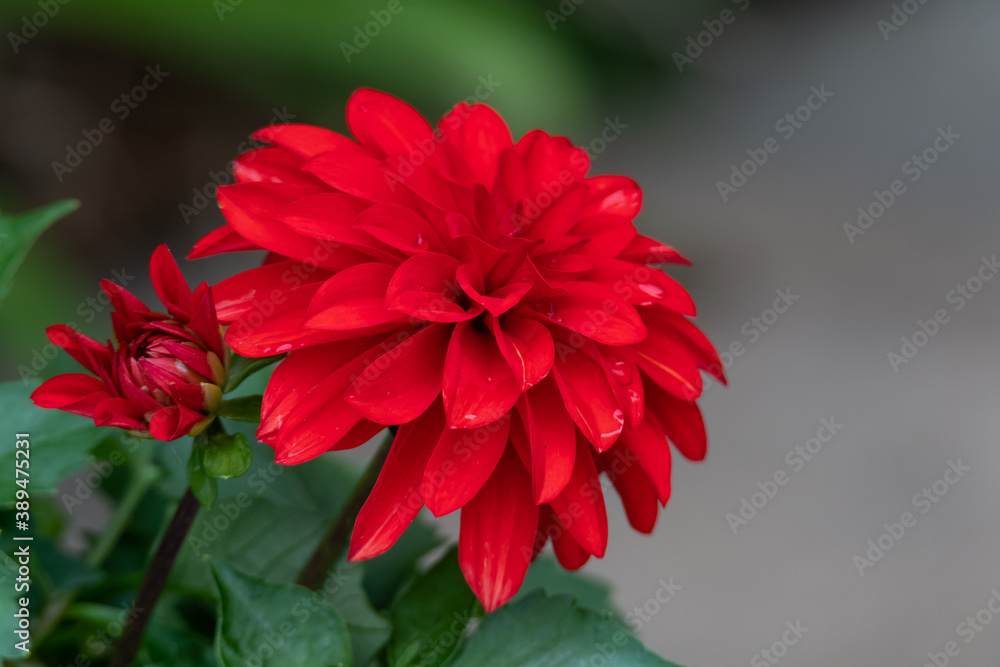 Red Dahlia After Rain Red Dahlia After Rain