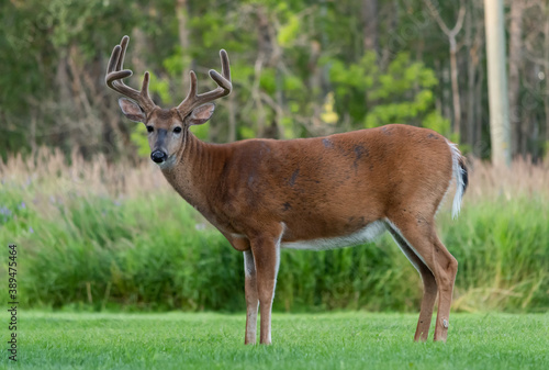 Young Buck in Meadow