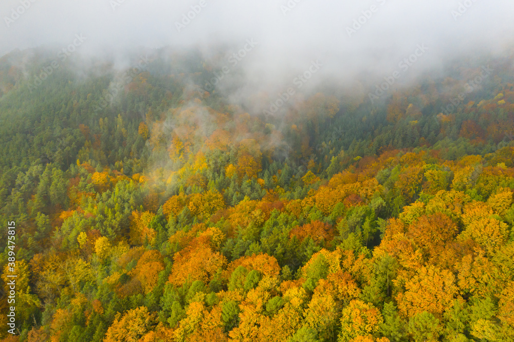 Panoramic view on the orange and green forest in fog weather in autumn or fall