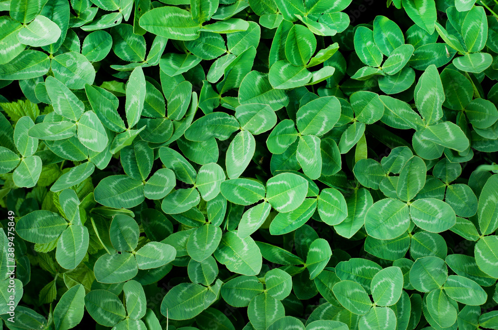 Glade of green clover. Green grass, green meadow in sunlight Glade of green clover. Green grass, green meadow in sunlight