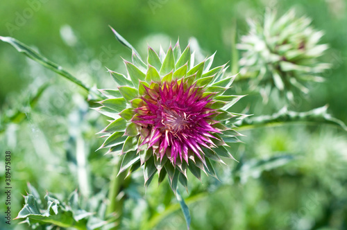 Beautiful spiny milk thistle flower  medicinal plant  Silybum marianum 