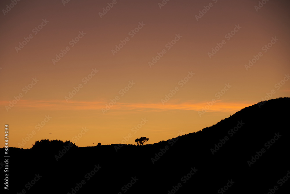 Silhouette of trees in a sunset