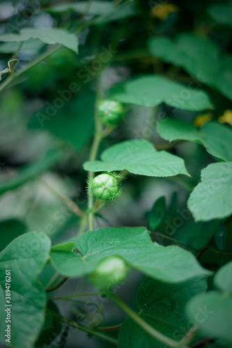 Wild Green leaves pattern in nature rainforest