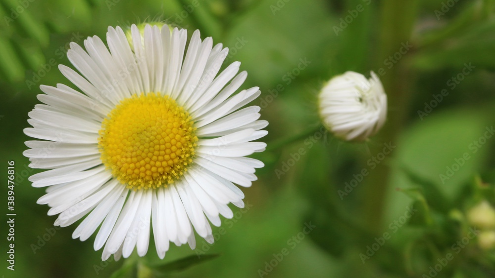 Obraz premium White field flowers on a green background