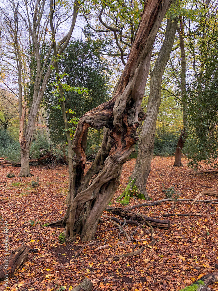 Autumn view of twisted old tree in Epping forest , Chingford London Autumn view of twisted old tree in Epping forest , Chingford London