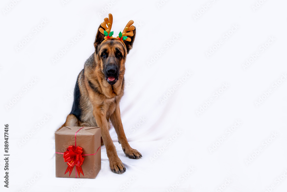 German shepherd top christmas outfit