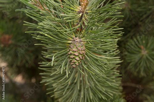 close-up: pine branches with cones photo