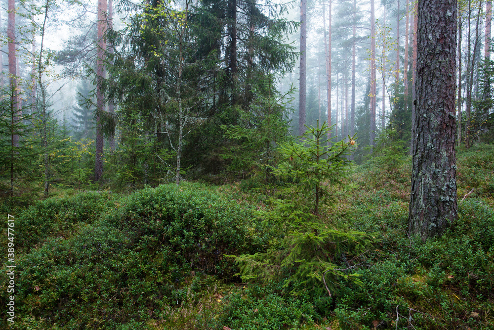 Fototapeta premium A misty autumnal morning in a coniferous Estonian forest. 