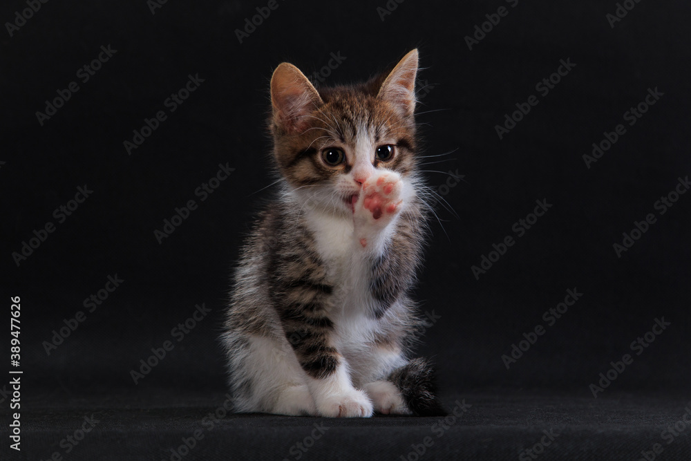 Small striped kitten washing its face