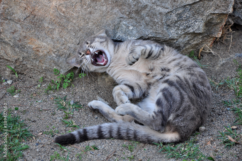 A pet cat is yawning, roaring