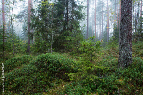 A misty autumnal morning in a coniferous Estonian forest. © adamikarl