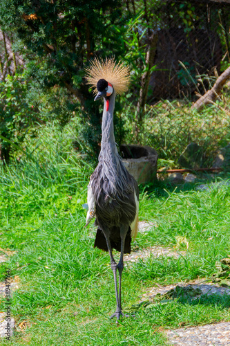 East African Crowned Crane