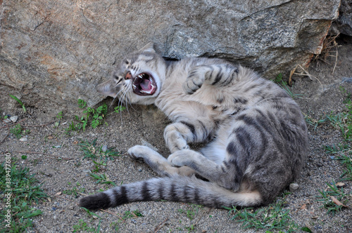 A pet cat is yawning  roaring