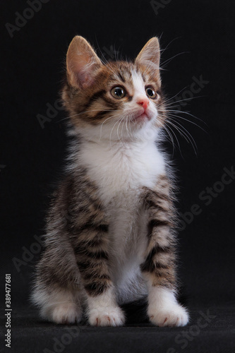 Fototapeta Naklejka Na Ścianę i Meble -  Surprised little kitty sitting on black background
