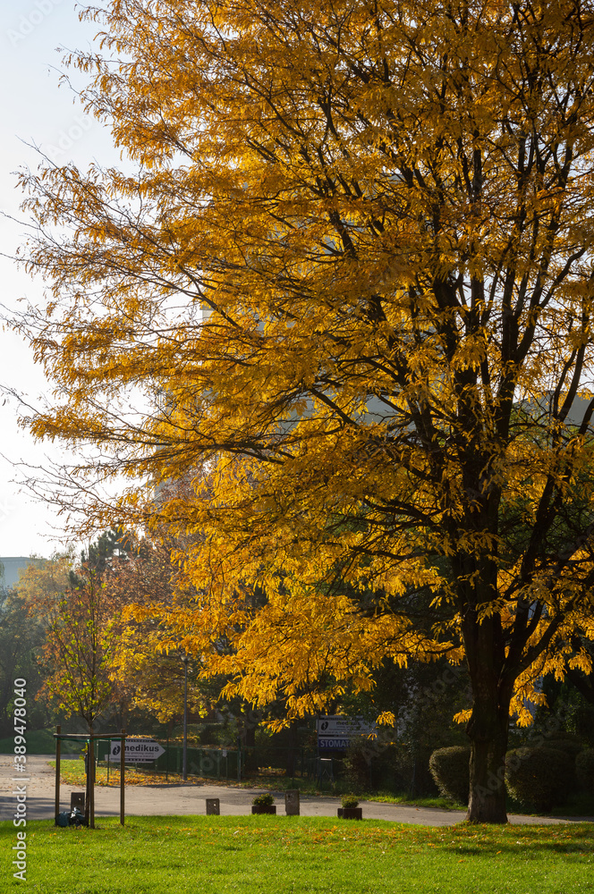 Huge yellow tree in autumn